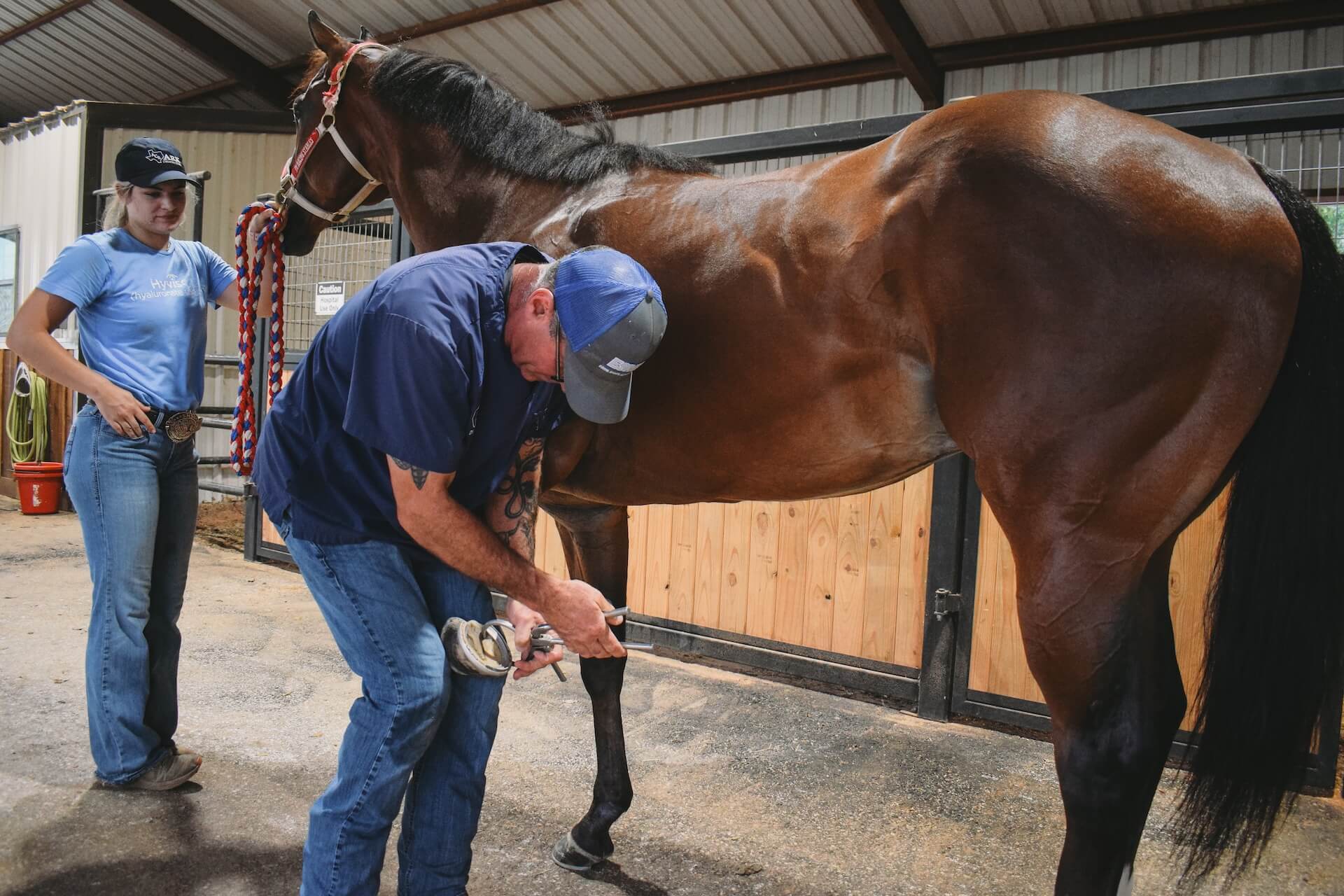 Athens Equine Veterinarian