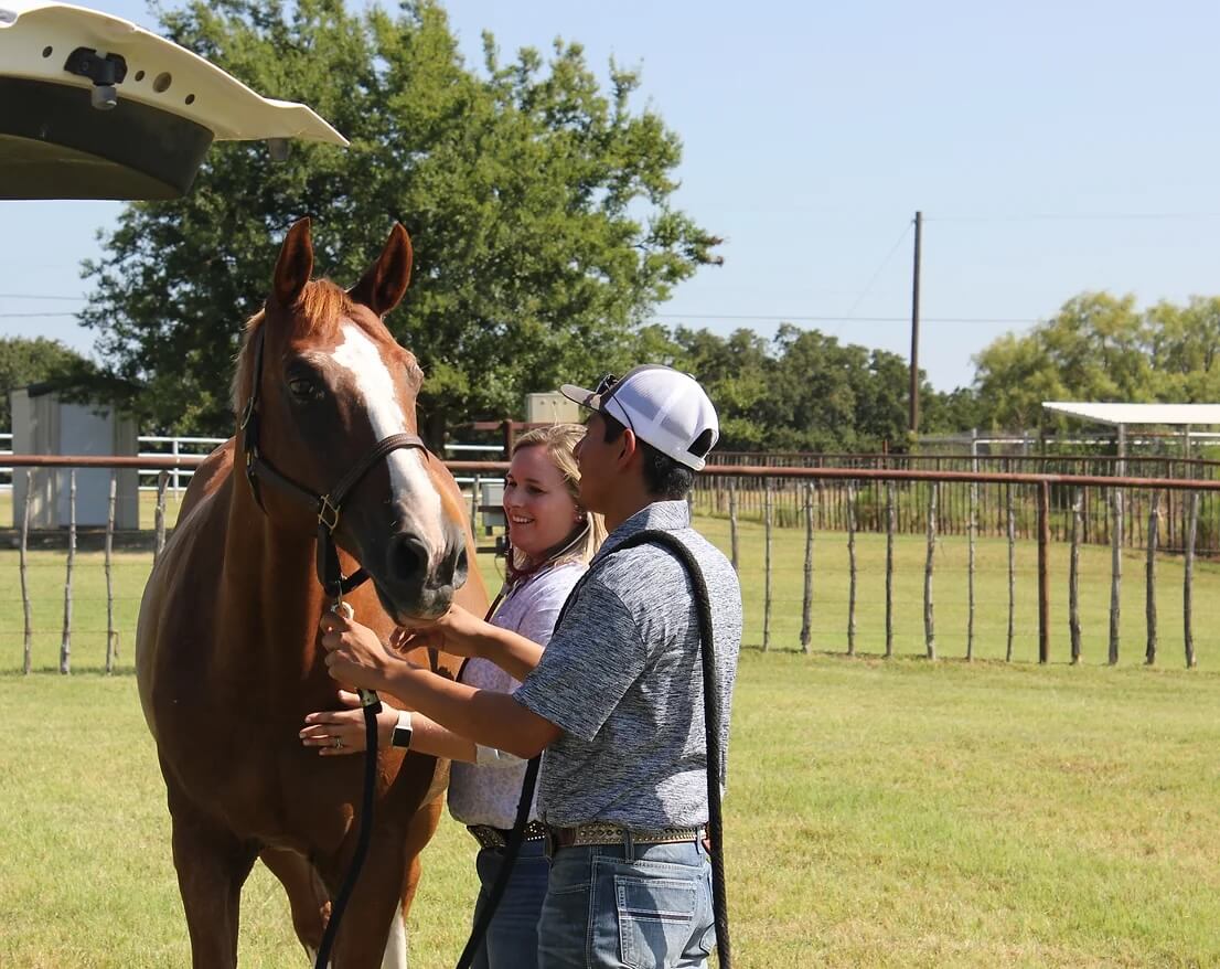 [practice:city] Equine Veterinarian