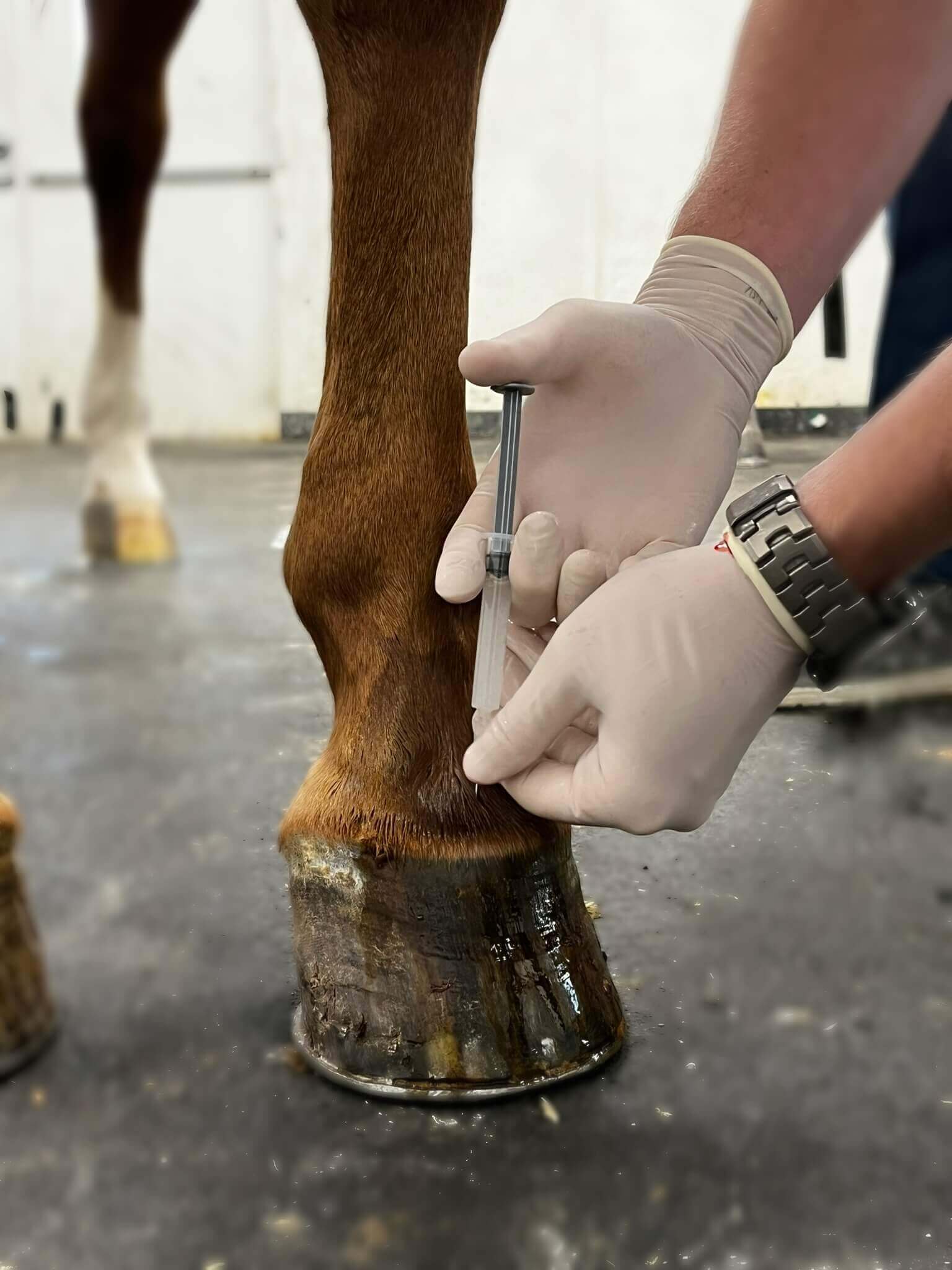 Equine Veterinary Clinic in Weatherford