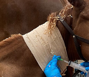 Equine Intensive Care Services 