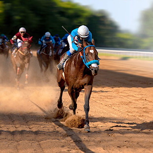 Racehorse