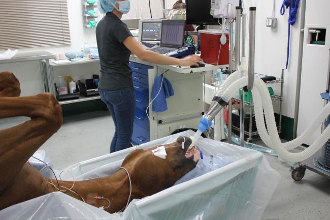 ESMS Anesthesia Surgery