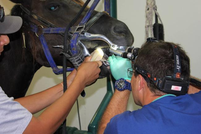ESMS Dental