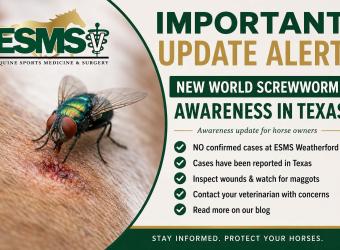 New World Screwworm Awareness for Horse Owners in Texas