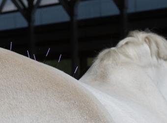 Discover the Benefits of Equine Acupuncture: Holistic Healing for Your Horse