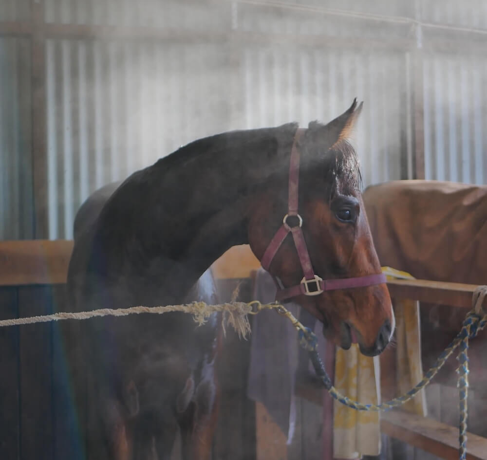 decor image on ESMS (Equine Sports Medicine and Surgery) and Athens Equine